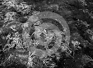 Seaweed in tidal pool in UK infrared shot.