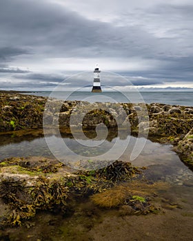 Seaweed and tidal pools on a rocky coast with a stone lighthouse in the distance. Penmon Point North Wales