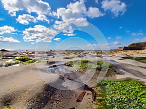 Seaweed and Tide-pools East Beach Lyme Regis May 2021