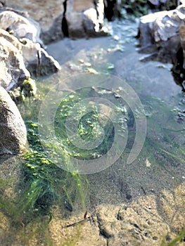 Seaweed in tidepool on sandy beach in California.