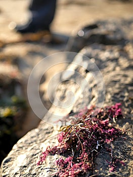 Seaweed in tidepool on sandy beach in California.