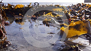 Seaweed and tiny pools of water at the beach