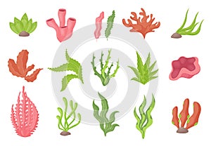 Seaweed underwater plants from sea bottom or aquarium set, kelp or marine algae, corals