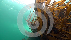 Seaweed underwater on seabed of Barents Sea.