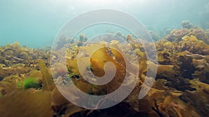 Seaweed underwater on seabed of Barents Sea.