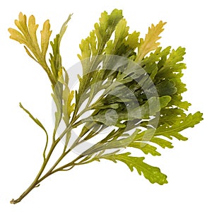 Seaweed vector element