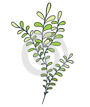 Seaweed. Vector illustration of a series of marine drawings. A picture for children\'s educational books, for a print