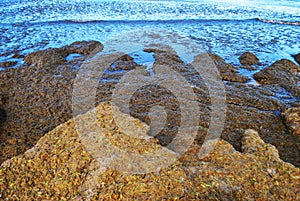 The seaweed washed ashore. Anapa.