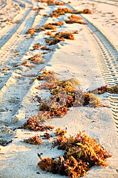 Seaweed washed ashore in Pompano Beach Florida