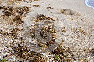 Seaweed washed ashore after storm