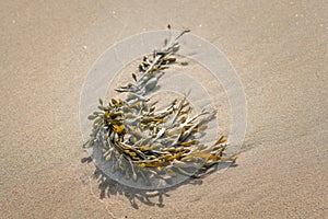 Seaweed washed up on the beach 1