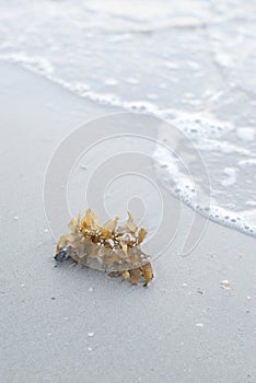 Seaweed washed up on a sandy beach photo