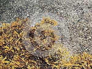 Seaweed in the water with pebbles