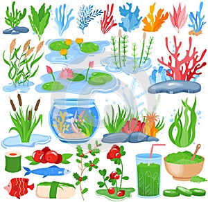 Seaweed water plants, algae vector illustration set, cartoon flat underwater nature collection of sea ocean aquarium