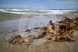 Seaweed in the waterline