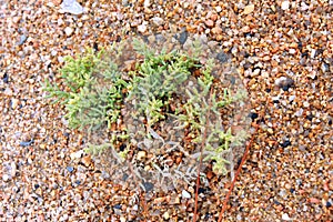 Seaweed or wrack