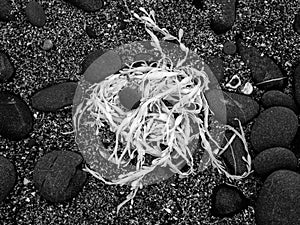 Seaweed, wrack, with pebbles on shingle beach. UK infrared shot.