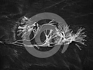 Seaweed, wrack, on sandy beach. UK infrared shot.