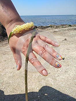 Seaweed wrapped around a woman& x27;s wrist