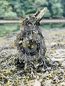 Little seaweed penguin at Roundwood Quay photo