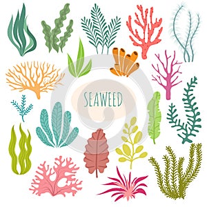 Seaweeds. Aquarium plants, underwater planting. Vector seaweed silhouette isolated set