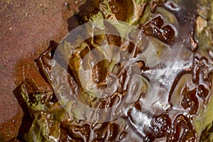 Seaweeds on the beach