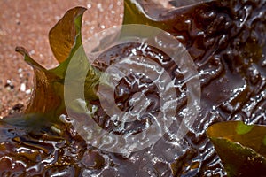 Seaweeds on the beach