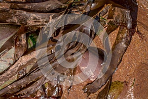 Seaweeds on the beach