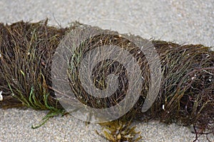 Seaweeds on beach sand