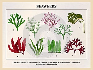 Seaweeds Botanical Background Chart