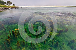 Seaweeds on Cies Islands seaside. Vigo, Spain