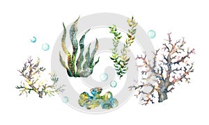 Seaweeds, coral set with golden texture. Underwater algae plants clip art in luminescent mysterioes light. Watercolor