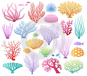 Seaweeds and corals on white. photo