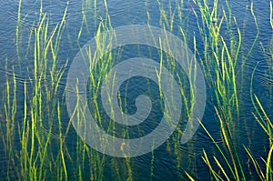 Seaweeds Growing Underwater