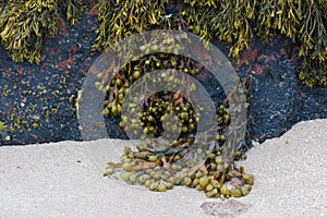 Seaweeds on rock