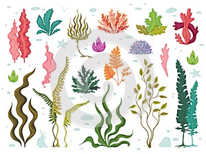 Seaweeds. Sea underwater plants, ocean coral reef and aquatic kelp, hand drawn marine flora set. Vector seaweed cartoon