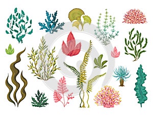 Seaweeds. Underwater ocean plants, sea coral elements, hand drawn ocean flourish algae, cartoon decorative drawing photo