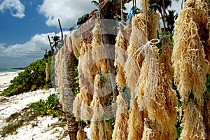 Seaweeds from Zanzibar