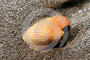 Seaâ€‹â€‹shell