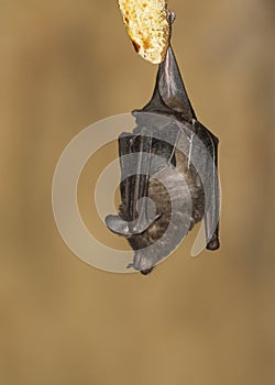 Seba`s Short-tailed Bat Carollia perspicillata photo