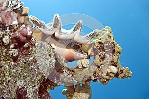 Seba's spider conch
