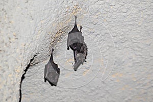 Seba short-tailed bat photo