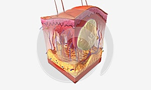 The Sebaceous Cyst Tissue Detail photo