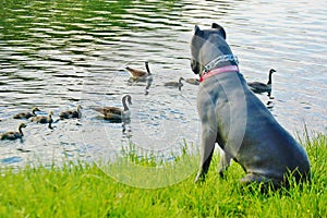 Sebago lake ny cane corso italian mastiff and ducks