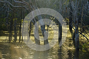 Sebangau River at Central Kalimantan Indonesia