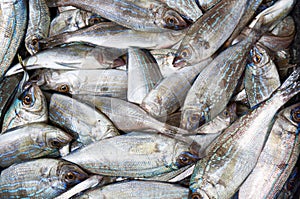 Sebastes from Black Sea in market