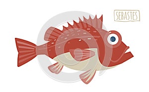 Sebastes (rockfish)