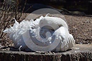 Sebastopol Goose (Anser anser)