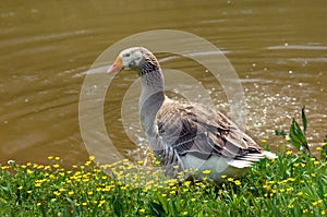 Sebastopol goose by Pond
