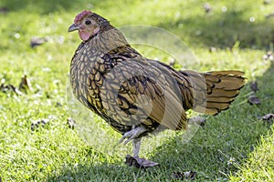 Sebright bantam chicken photo